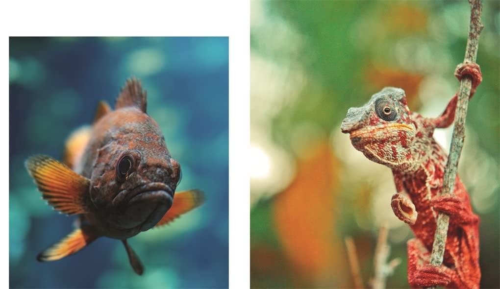 This Book is Literally Just Pictures of Animals Silently Judging You