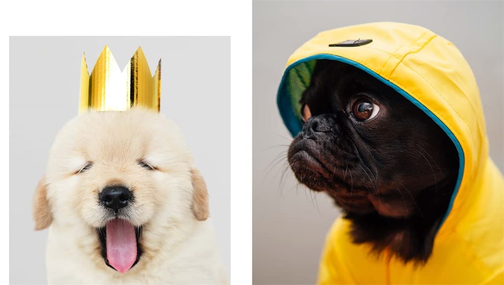 This Book Is Literally Just Pictures of Cute Animals That Will Make You Feel Better