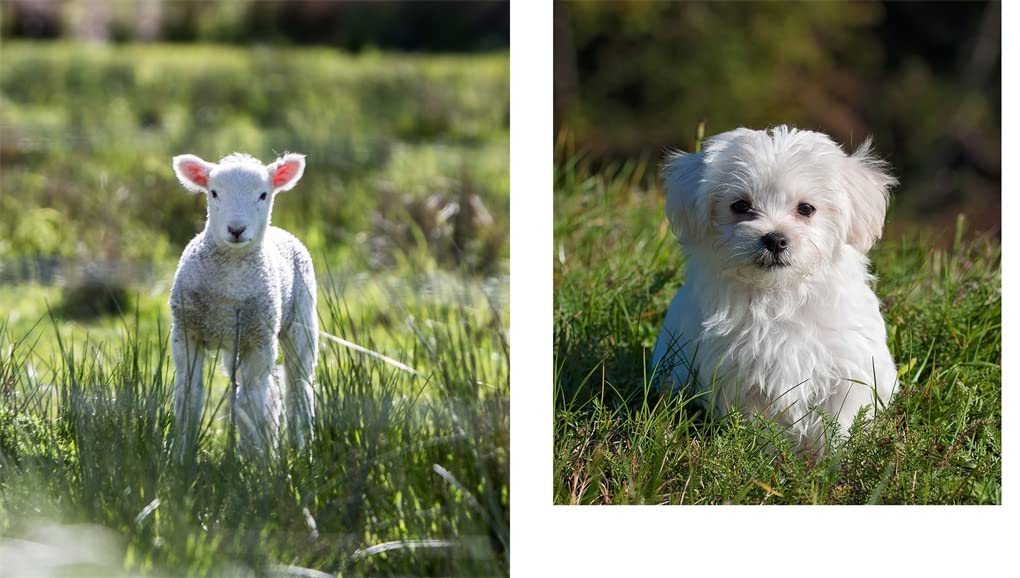 This Book Is Literally Just Pictures of Cute Animals That Will Make You Feel Better