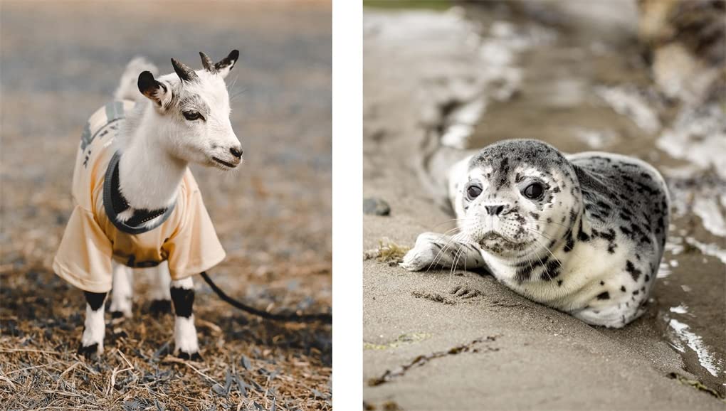 This Book Is Literally Just Pictures of Cute Animals That Will Make You Feel Better