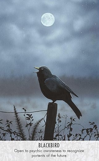 Bird Messages