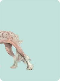 Heads & Tails: A Dog Memory Game