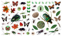 Eyelike Stickers: Bugs