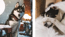 This Book is Literally Just Pictures of Animals Silently Judging You