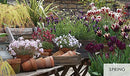 Pots for All Seasons