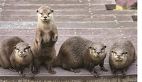 This Book is Literally Just Pictures of Animals Silently Judging You