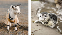 This Book Is Literally Just Pictures of Cute Animals That Will Make You Feel Better