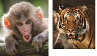 This Book is Literally Just Pictures of Animals Silently Judging You