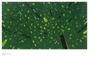 Alex Katz