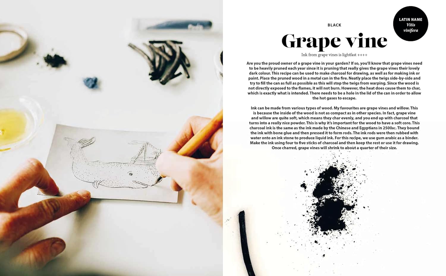 Plant and Ink: Make Your Own Plant-based Ink