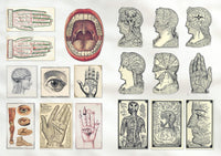The Curious Collections Sticker Book