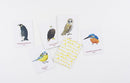 Match a Pair of Birds