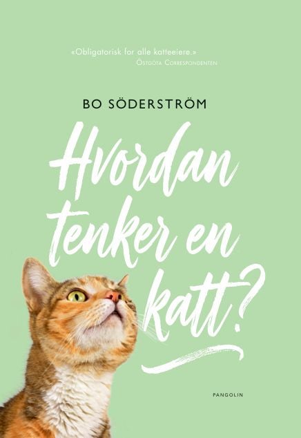 Slik tenker en katt